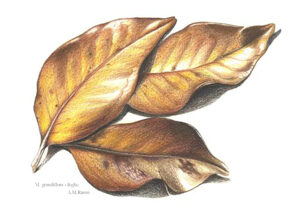 foglie di magnolia