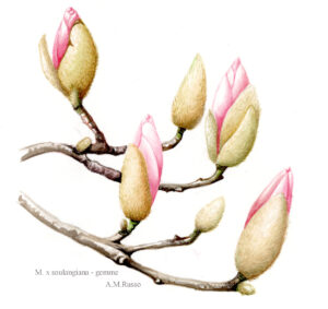 gemme di mangolia soulangeana