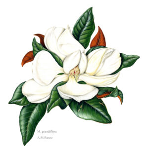 Grandiflora magnolia disegni