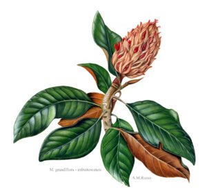 infruttescenza magnolia