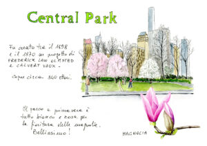 central park magnolia