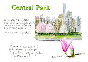 central park magnolia