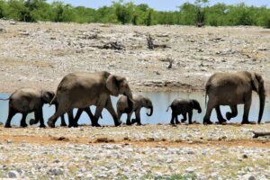 Namibia Hetosha national park