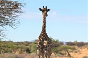 Hetosha National Park Namibia