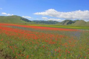castelluccio di norcia campi