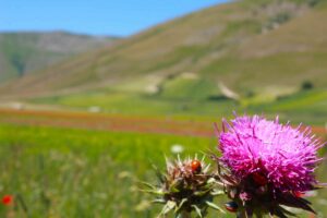 castelluccio di norcia campi fioriti