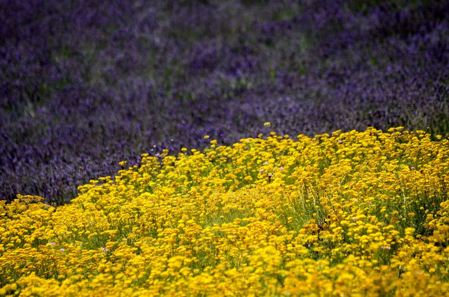 elicriso e lavanda