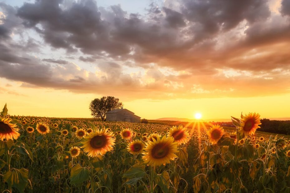 girasoli provenza