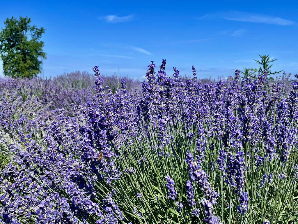 lavanda in monferrato