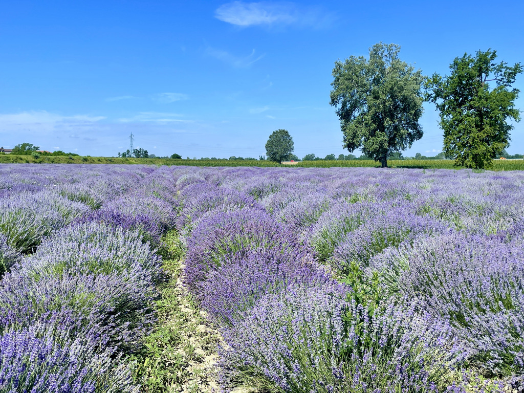 Lavanda della Cascina della Nonna