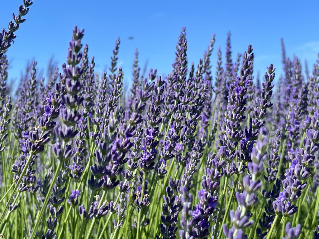 Lavanda della Cascina della Nonna