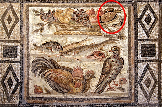 Pavimento a mosaico del secondo piano del Palazzo Massimo alle Terme di Roma. Si vede un ananas
