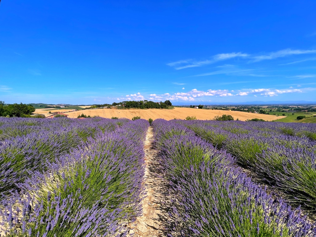 la lavanda di sergio amadori