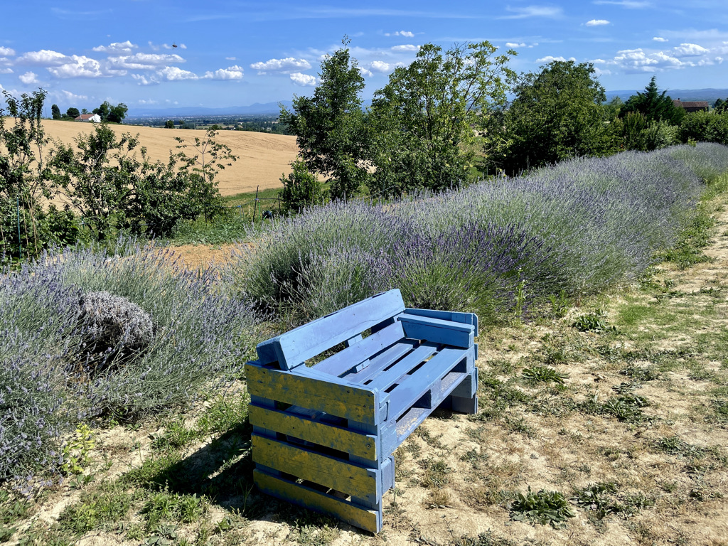 lavanda di sergio amadori