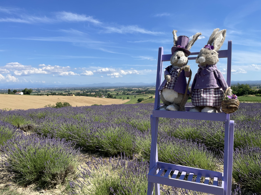 lavanda di sergio amadori