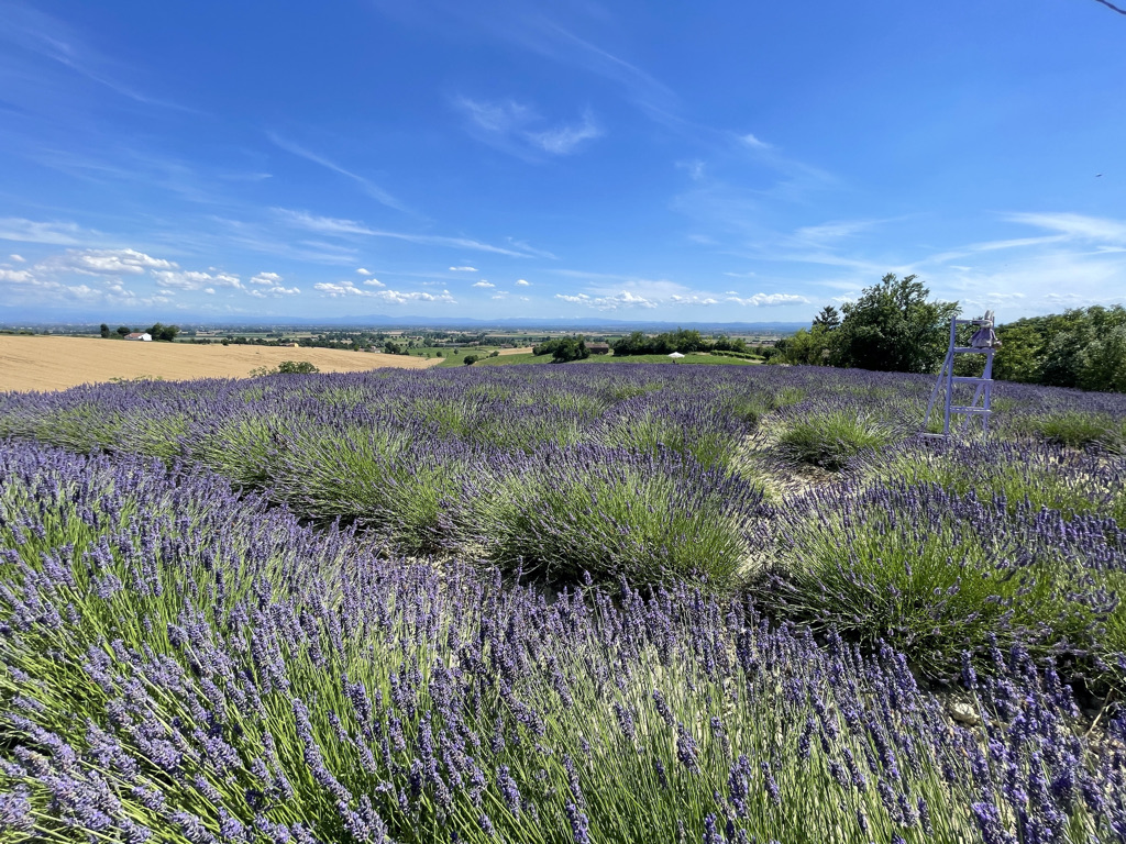 lavanda di sergio amadori