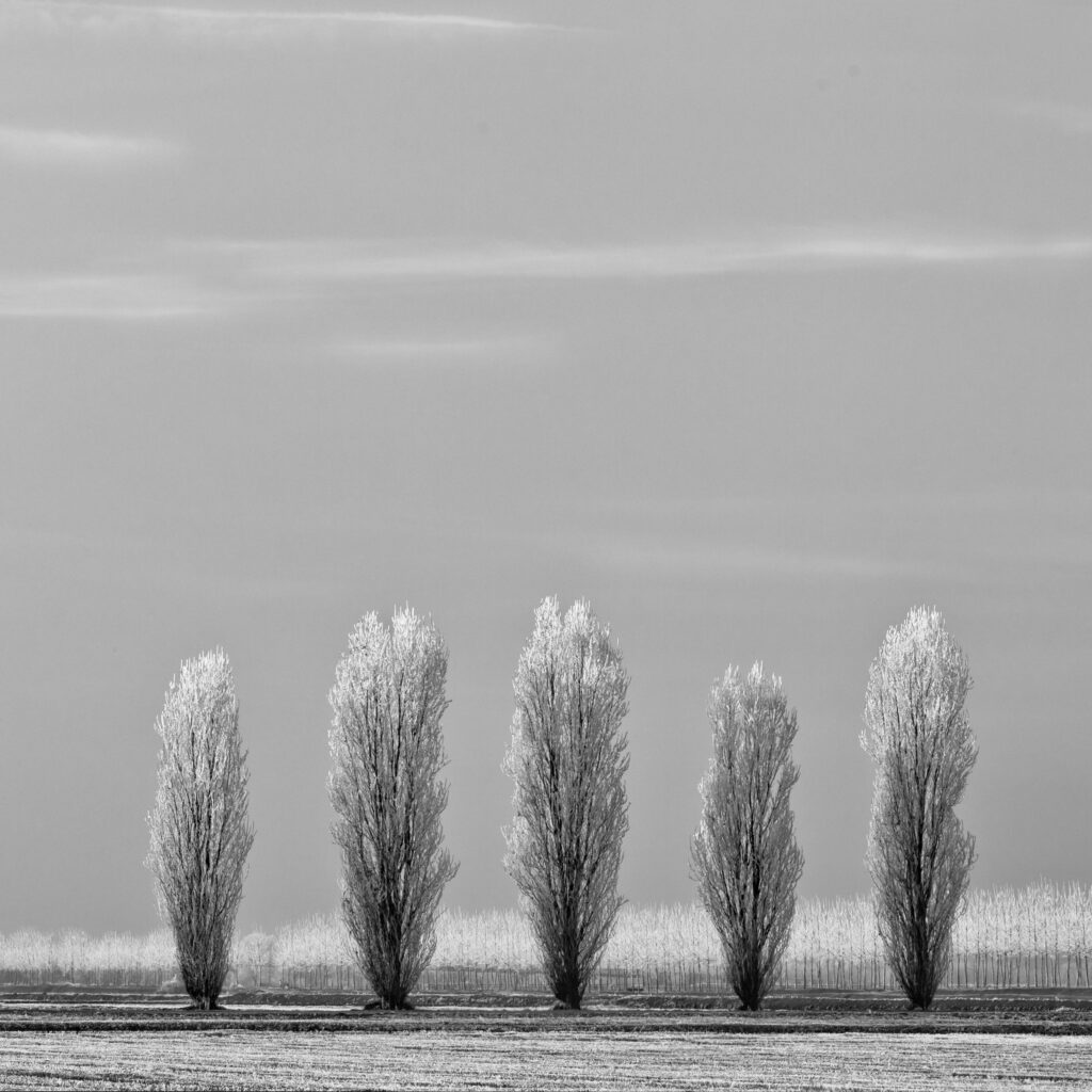 Alberi laureati 