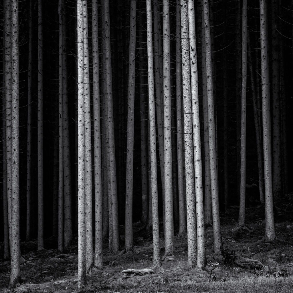 La selva oscura © Roberto Besana
