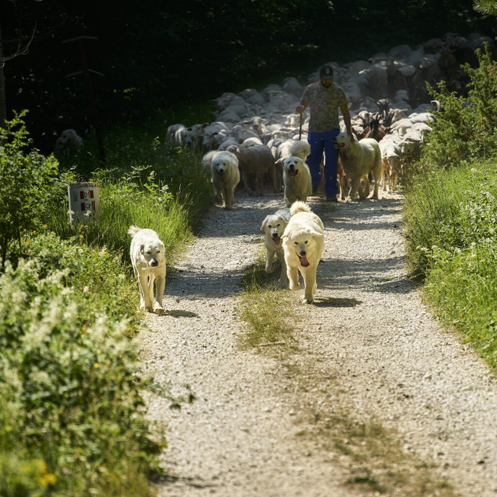  Transumanza verso pascoli alti del Parco Nazionale della Majella