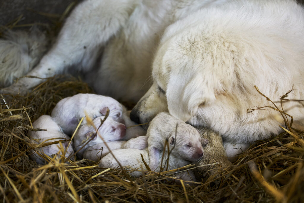  Madre con cucciolata di pochi giorni in stalla