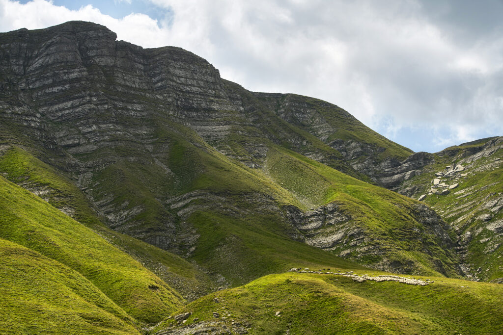 Gregge al pascolo estivo nel Fosso del Tordino, Monti della Laga (Parco Nazionale Gran Sasso/Laga)