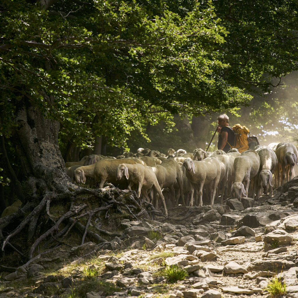 Pastore col gregge in transumanza sui Monti della Laga