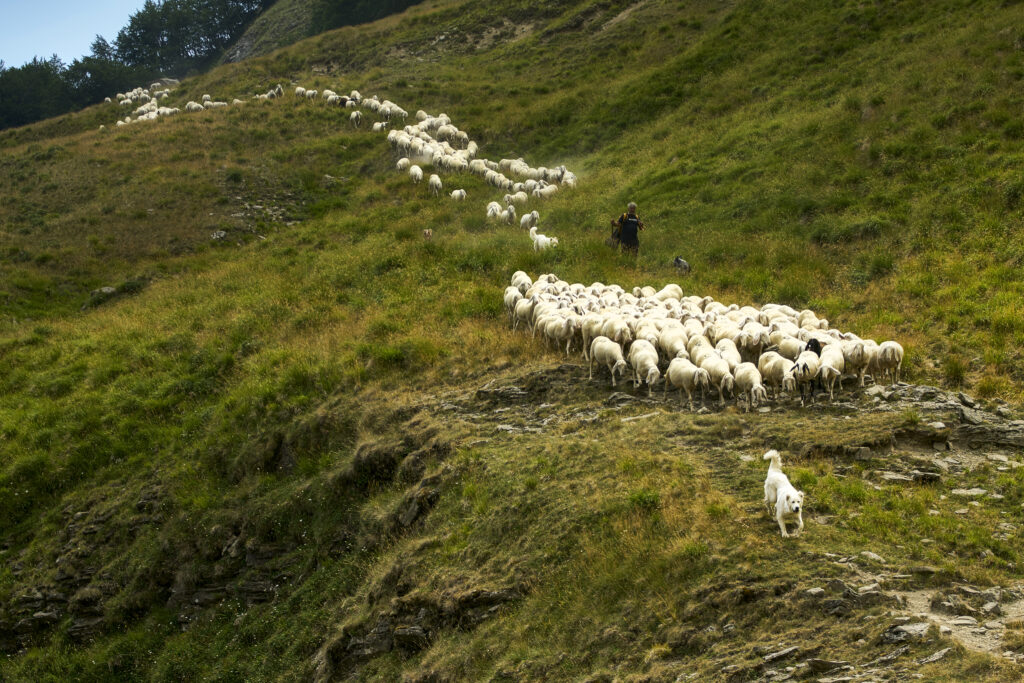 Pastore col gregge in transumanza sui Monti della Laga