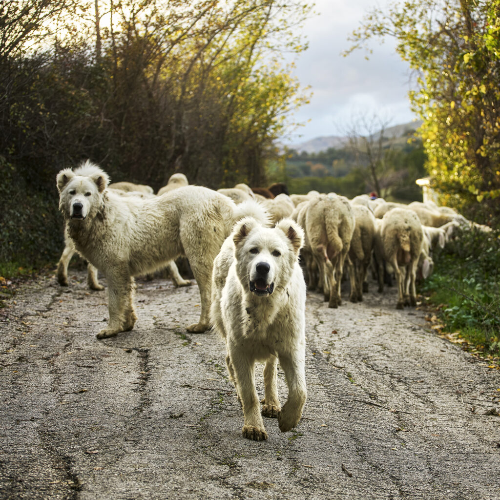 Giovani maschi al pascolo invernale nelle campagne di Teramo