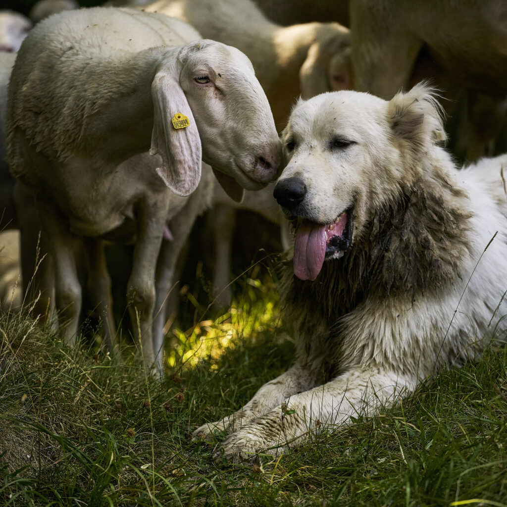 cane pastorale abruzzese